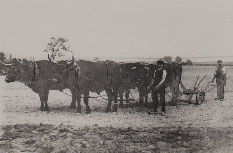 Oxon team pulling a plough at a farm in Bishopstone, north Wilts in 1914. Photo courtesy of ex-RMCS Library & donated to them by family Wilson